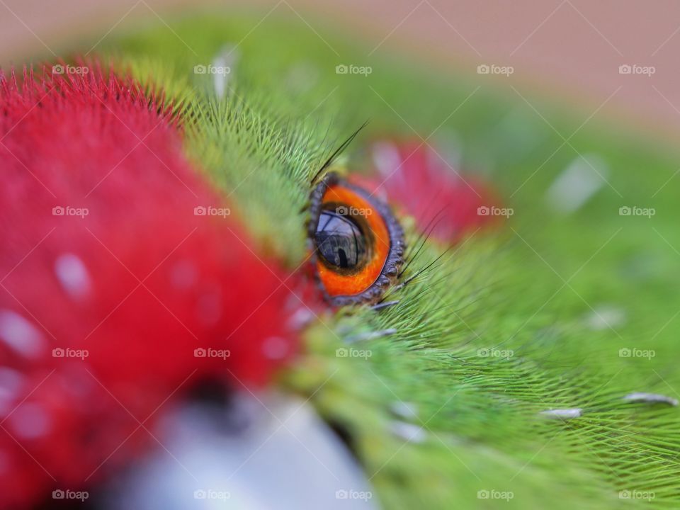 Multi colored kakariki parakeet eye