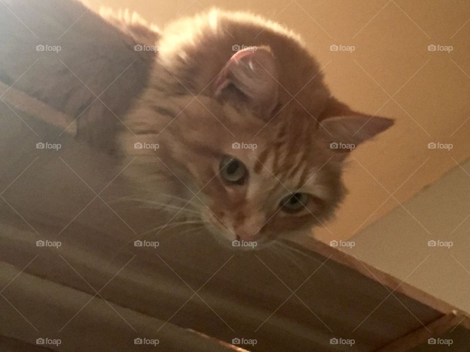 Curious Orange Cat Looking Down From His Perch