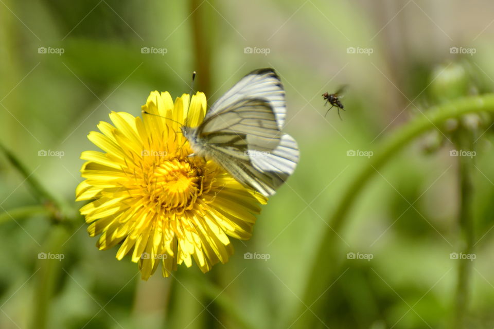 Flower Butterfly and fly 