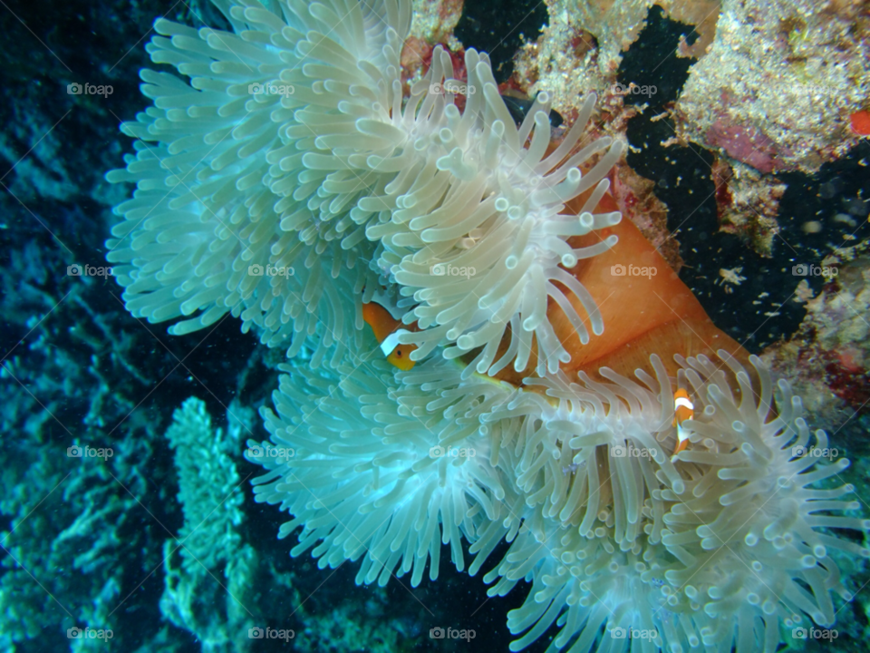 moyo island indonesia anemone indonesia clownfish by samyen