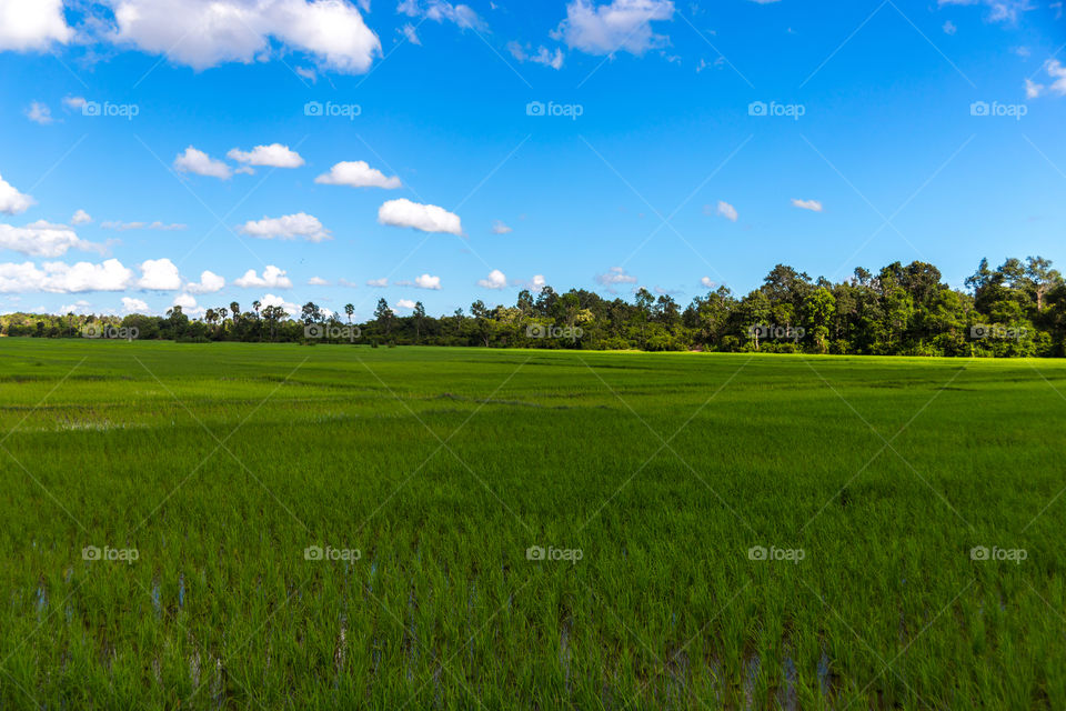 Green pasture landscape