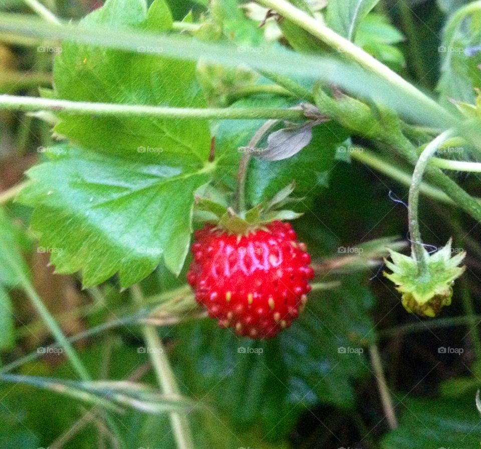 Wild strawberry. Yummy gift of nature