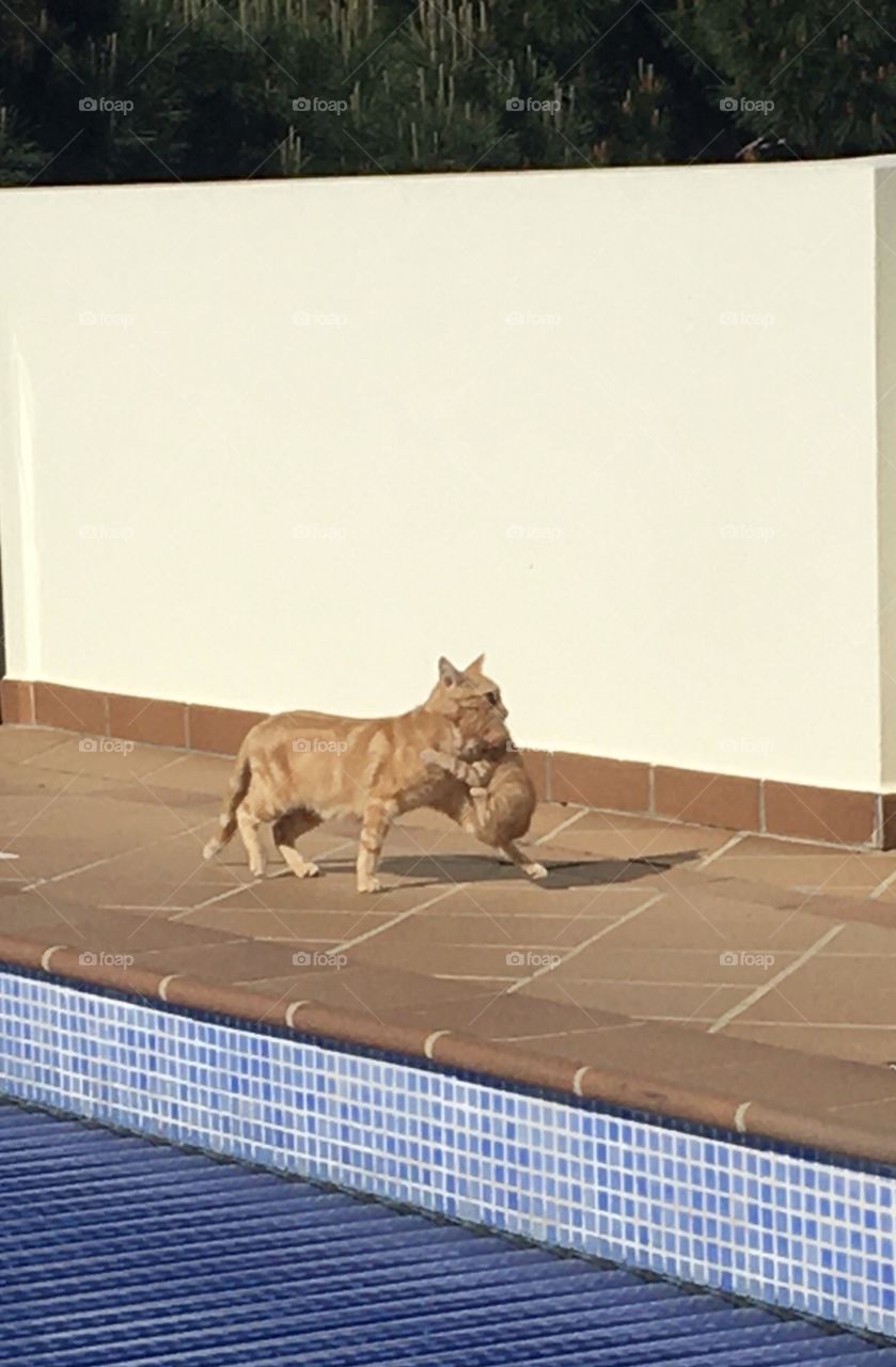 Mother cat carrying one kitten