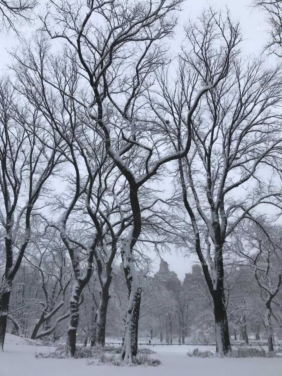 Snowy hike in Central Park 