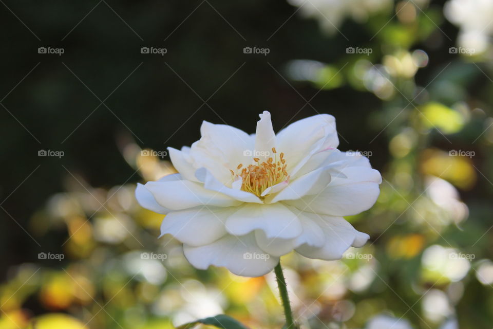 Flower, Nature, No Person, Flora, Leaf