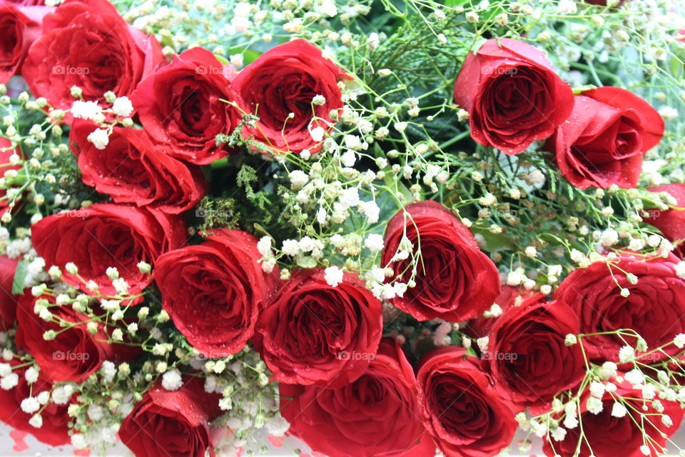 Red Roses