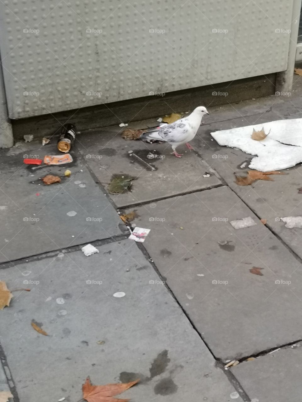 White pigeon