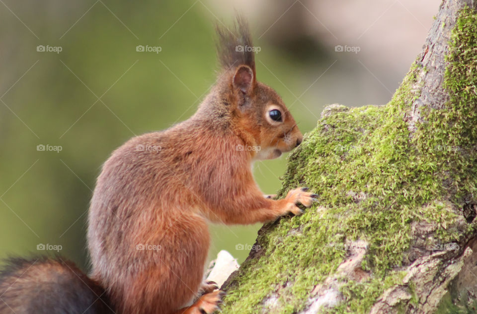 Squirrel on a trunk, looking for a nut?