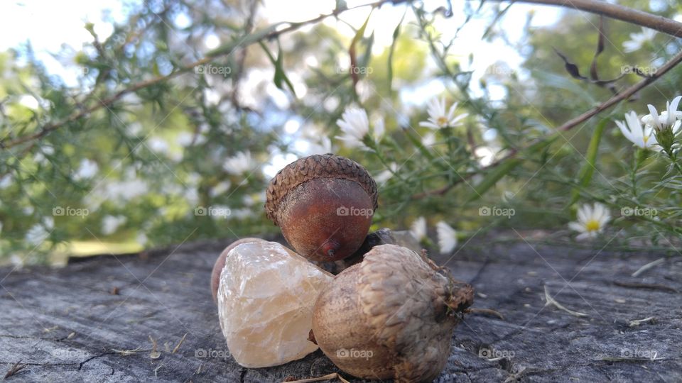 Natural Quartz Crystal and Acorns