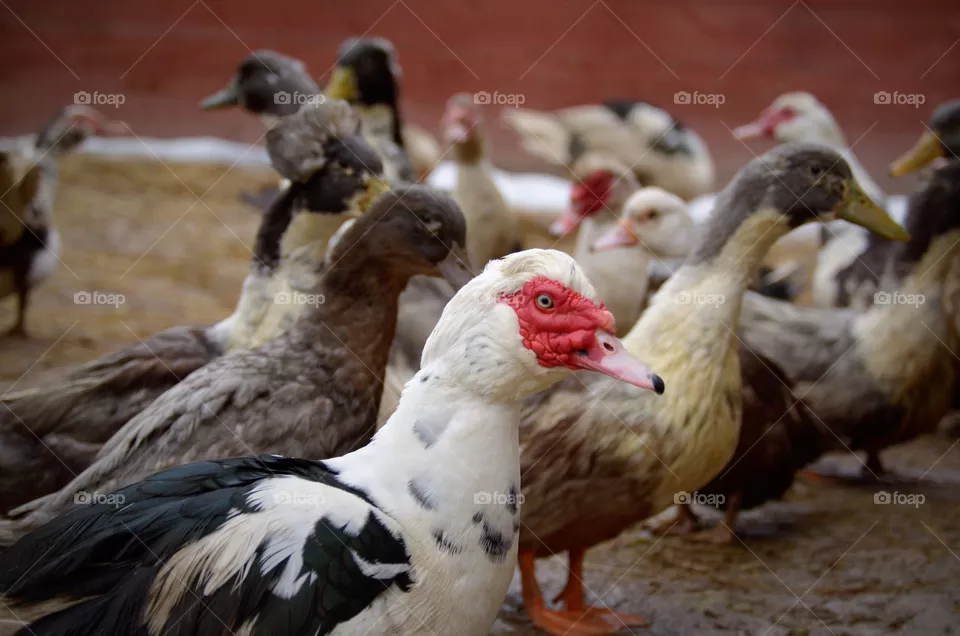 duck