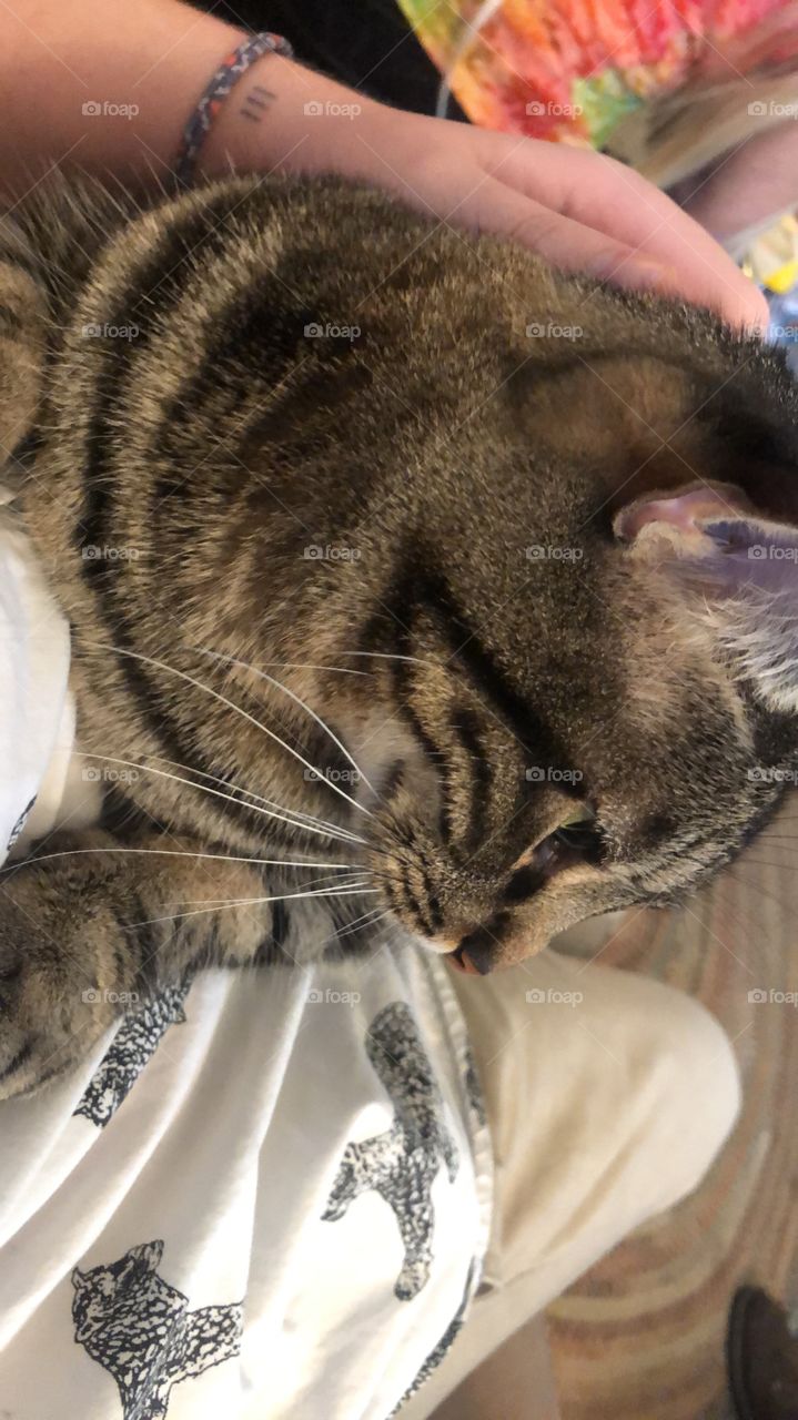 sideways tabby cat looking to side on person lap