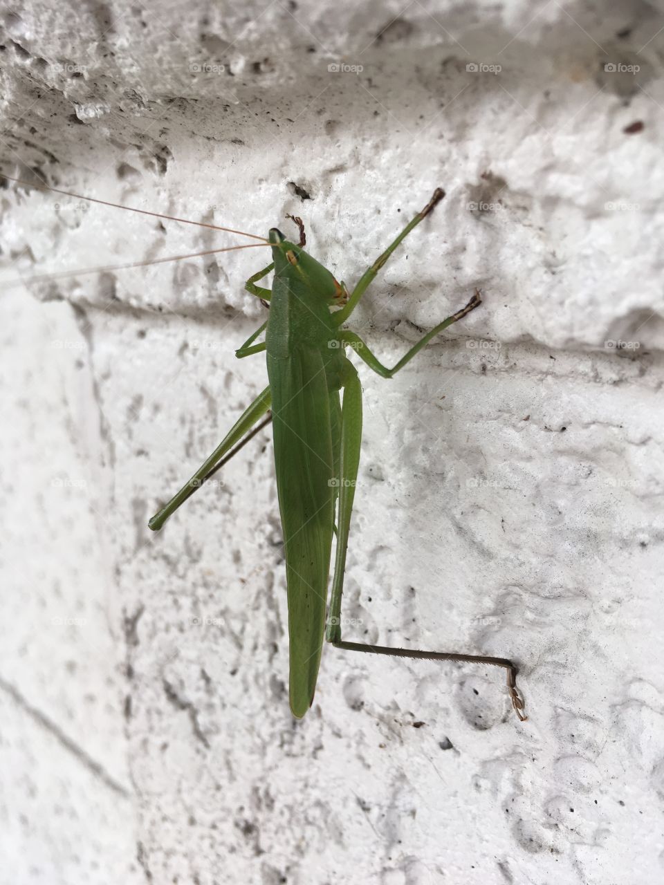 Green bug on a white wall 