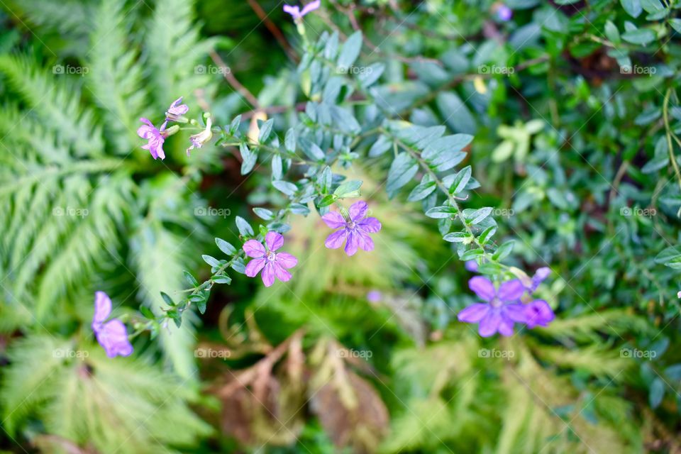 Wild blooms, purple on green