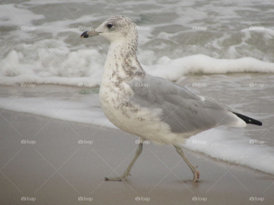 seagulls