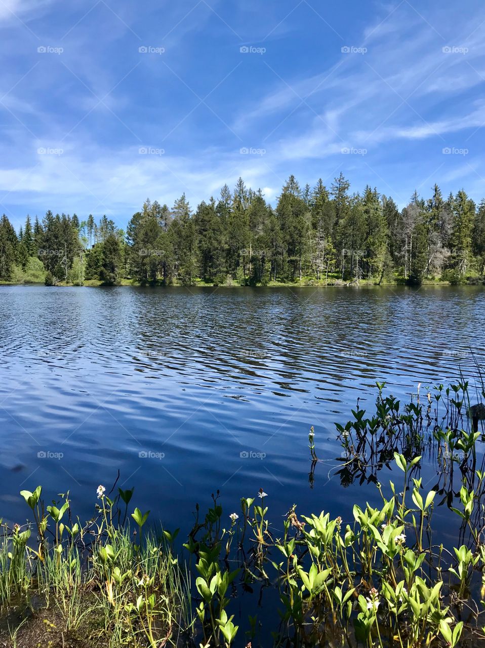 Étang de la Gruère