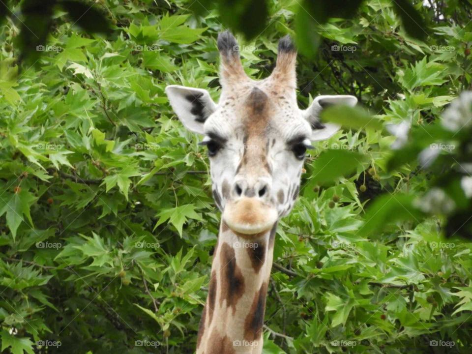 giraffes up close face