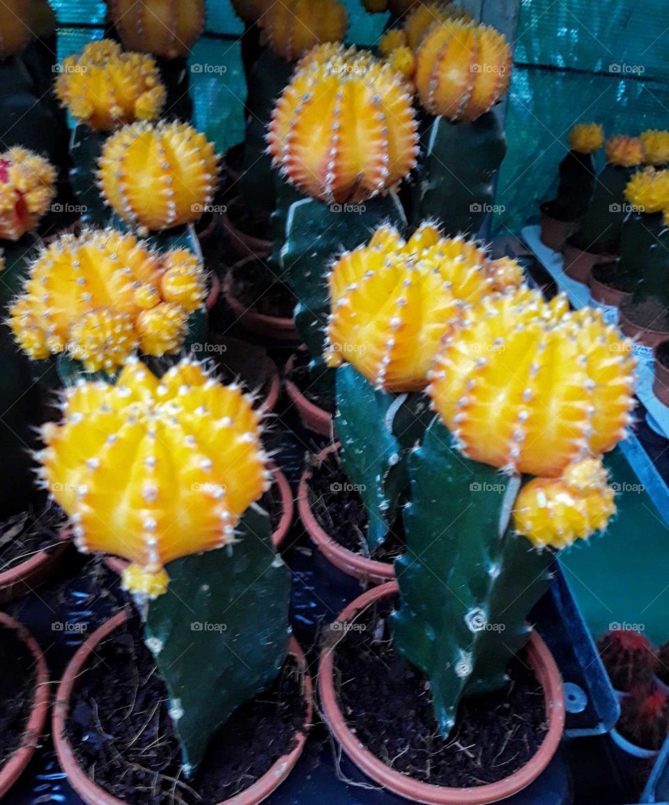 Beauty of Cactus
