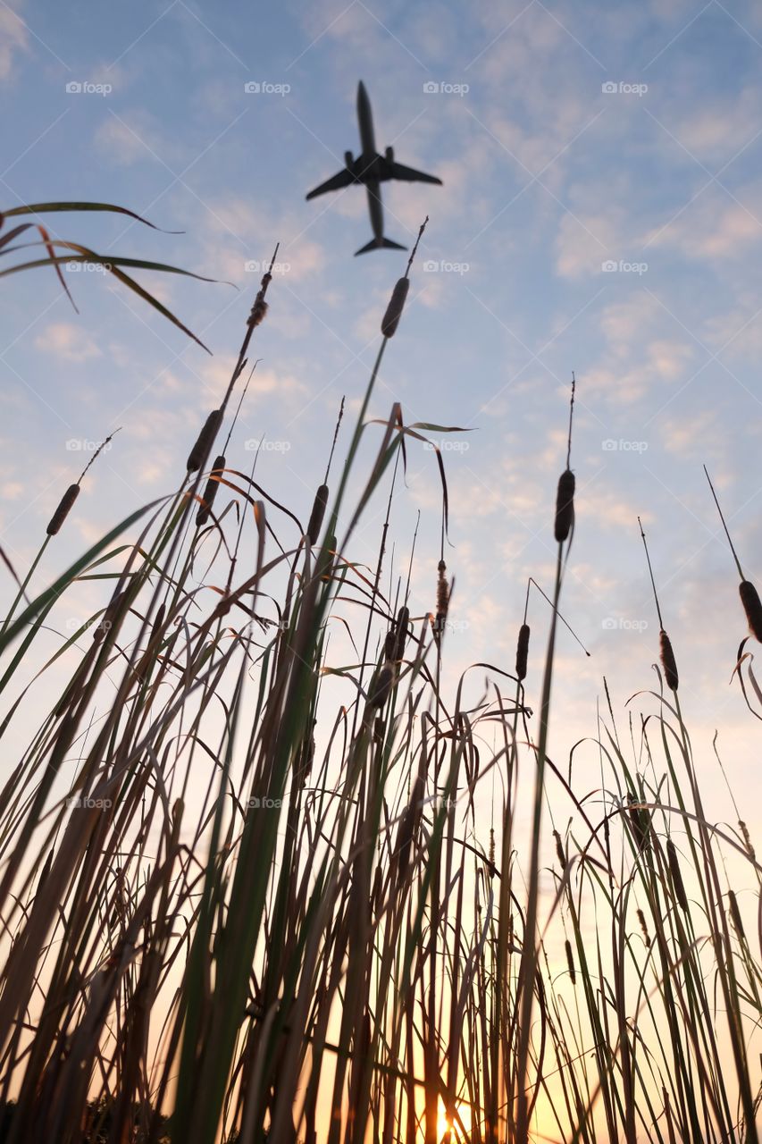 thatch grass