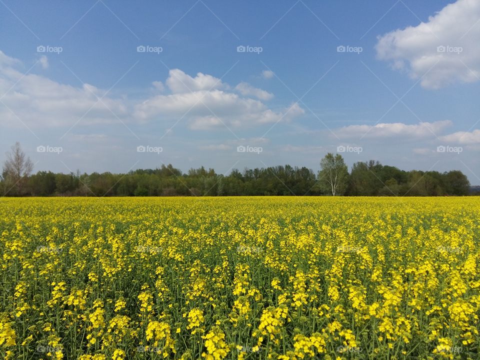 Field of rapeseed