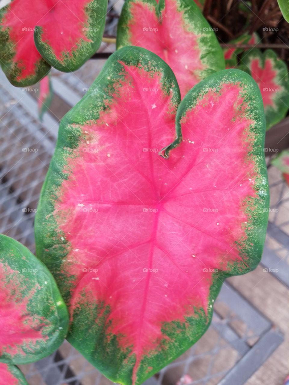 This leave with its green outter layer with my vibrant pink center looks like a heart of natures love growing wildly