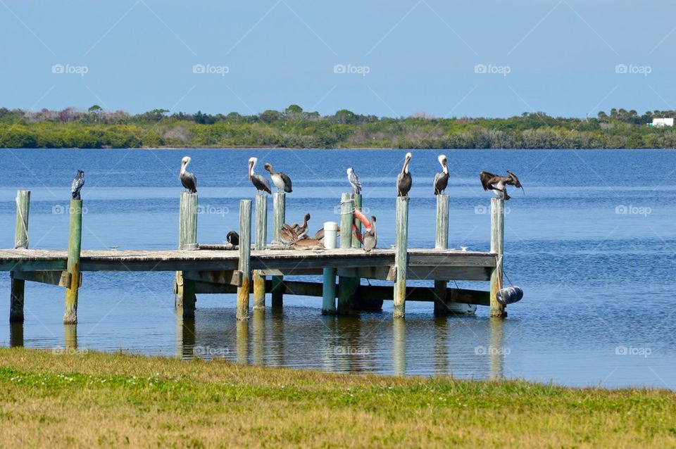 Birds Relaxing