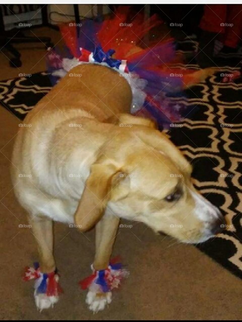 Lucy wearing my product 4th of July waist tutu and paw-paw