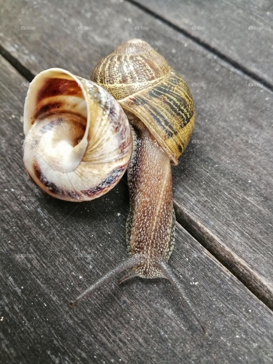 Two snails on a table