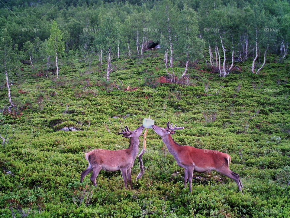 Deers