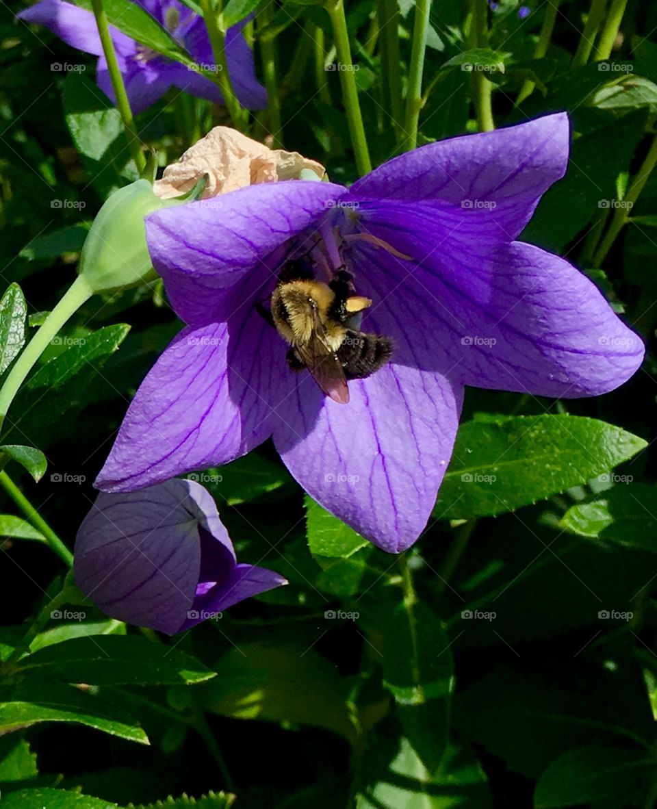 Bumblebee in a bellflower 