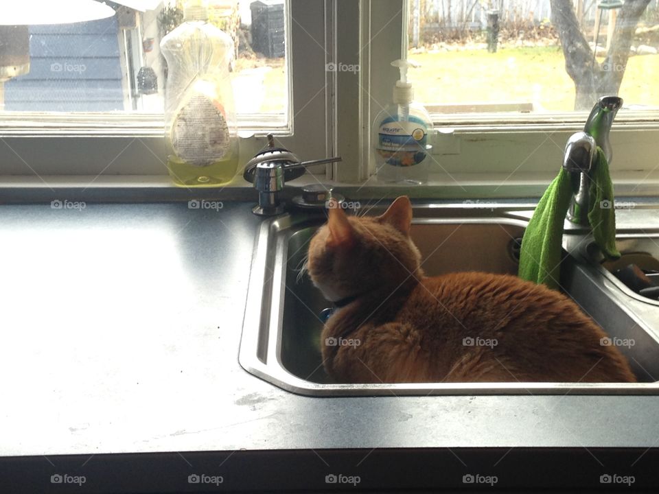 Cat in the sink