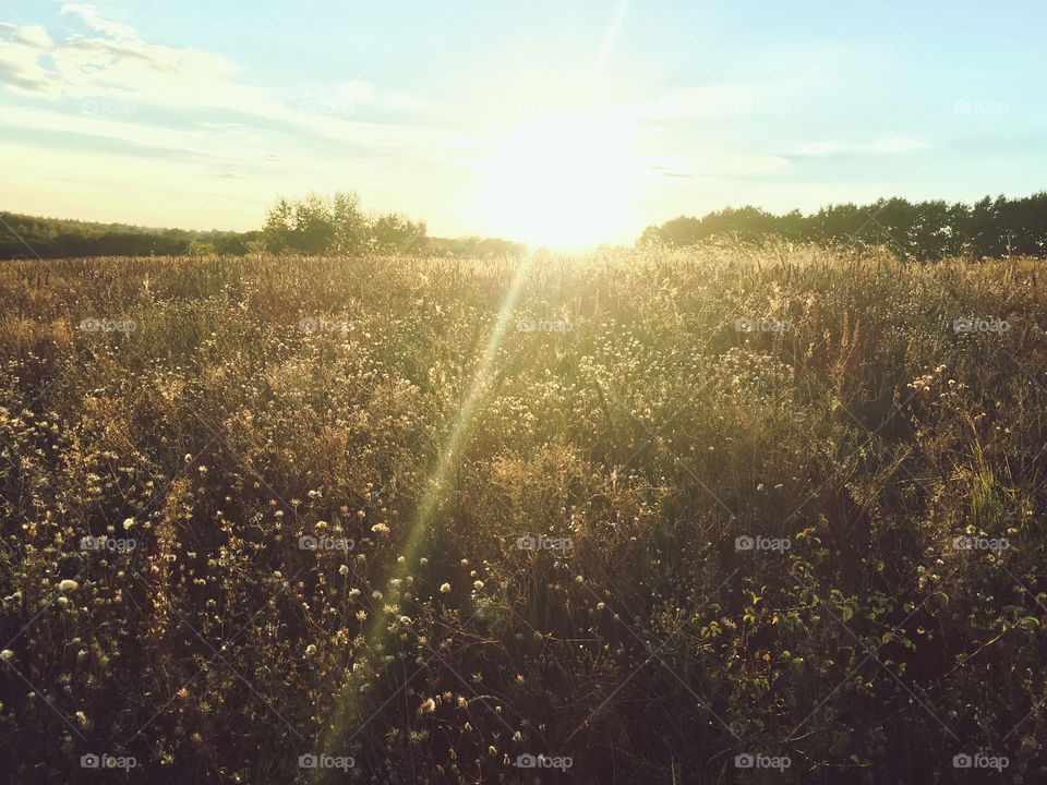 Wildflowers blooming in field