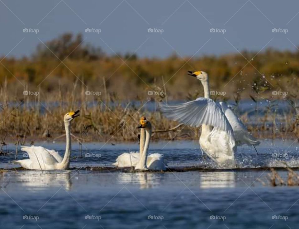 elegant swans