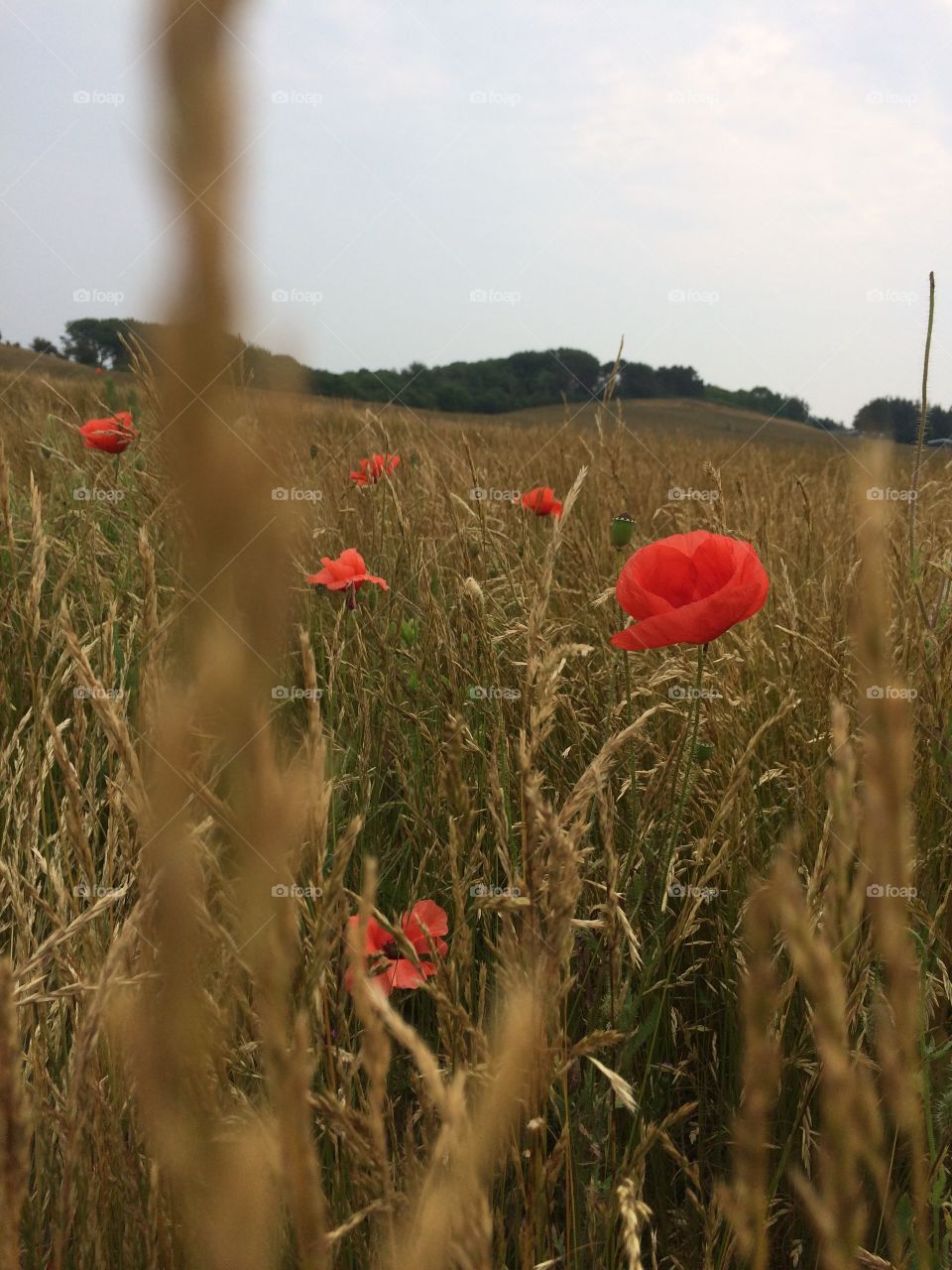 Field with Poppy flower. Field with Poppy flower, Langeland, Denmark