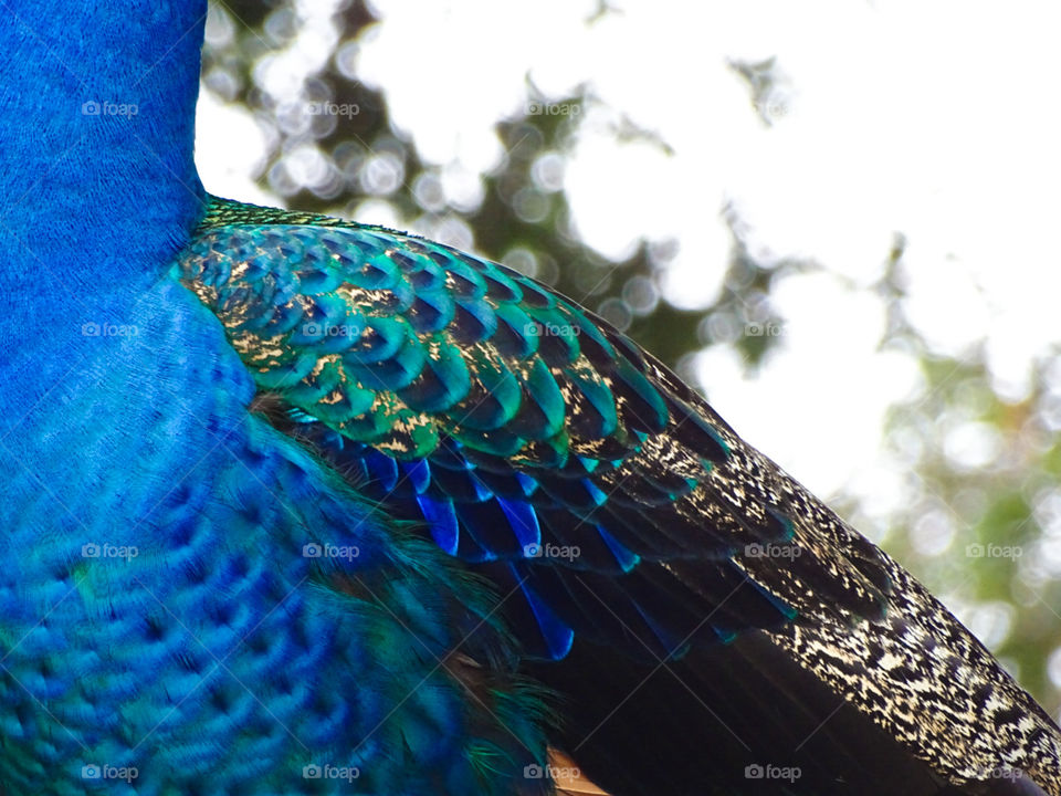 Close up of a Peacock's beautiful plumage