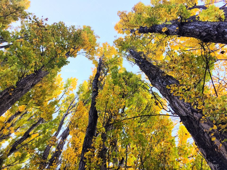 Fall trees