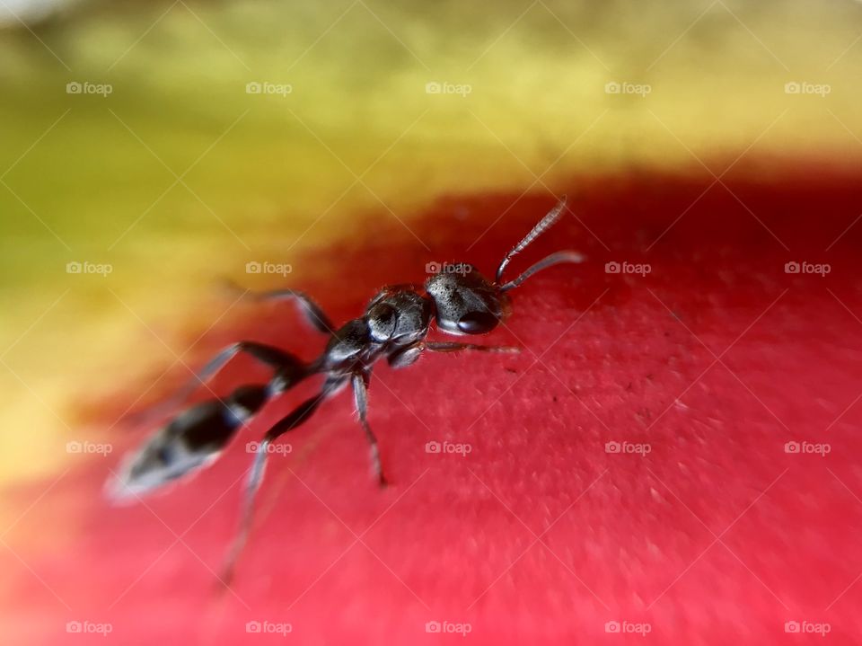 Nice ant | Photo with iPhone 7 + Macro lens.
