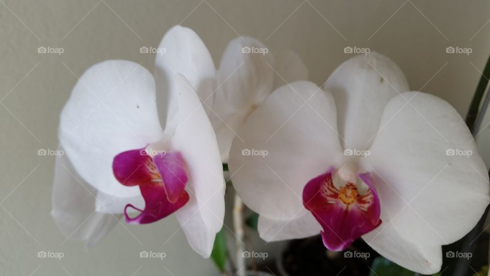 orquídea