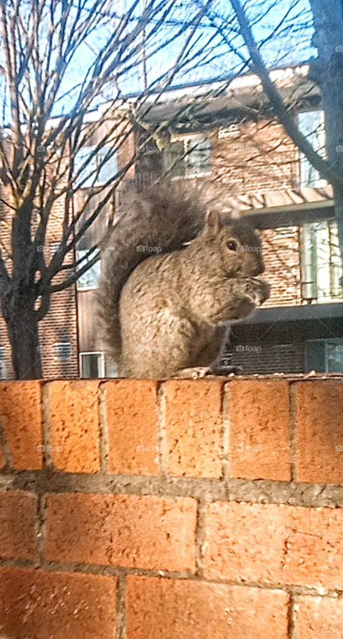 Breakfast Squirrel