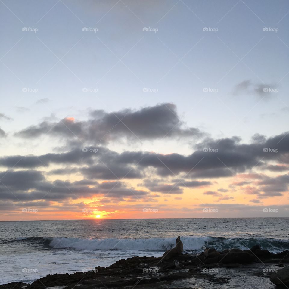 Seal in sunset