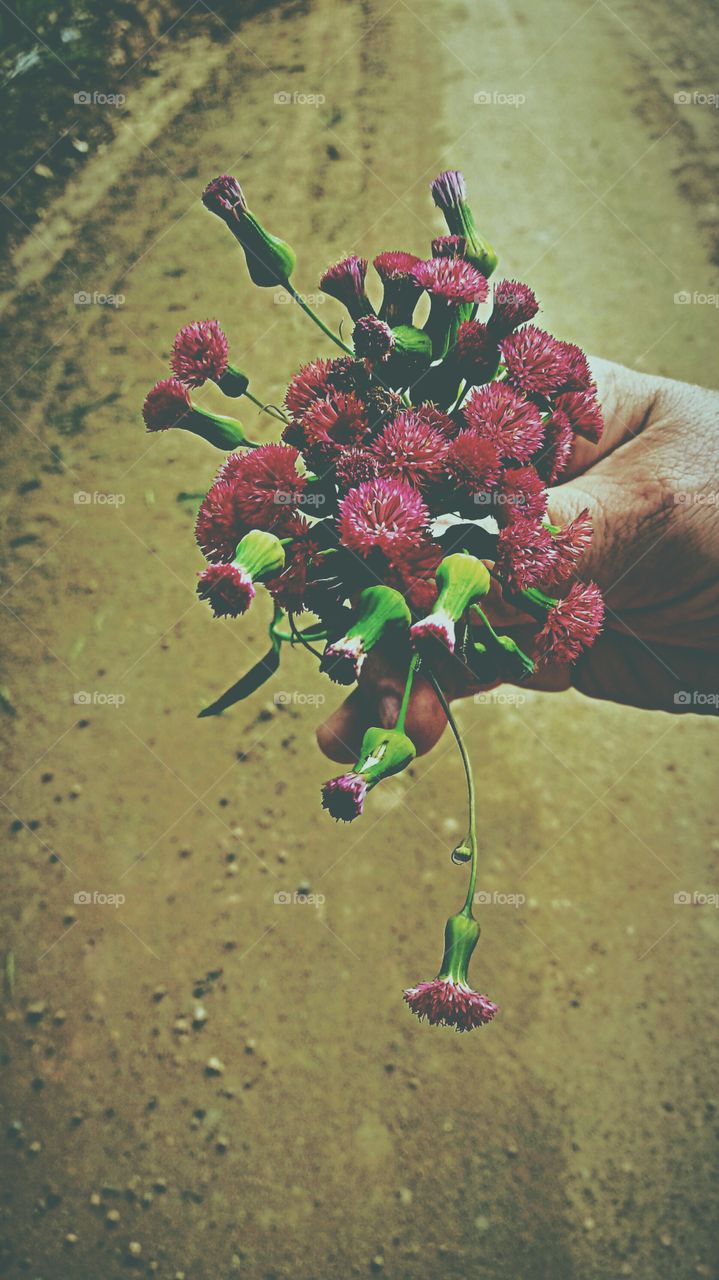 FLORES CAPA BUQUÊ ARRANJO