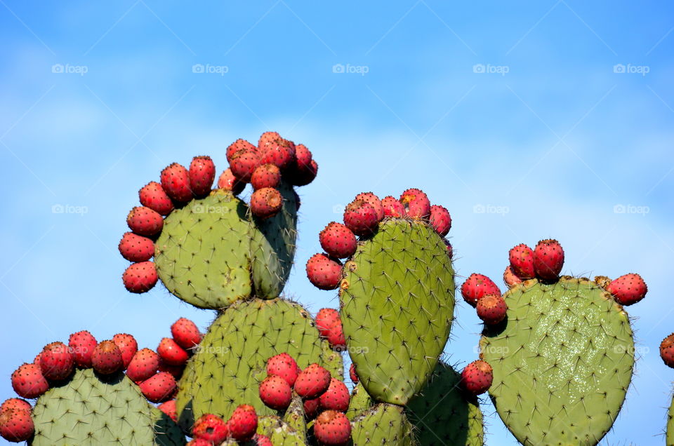 cactus