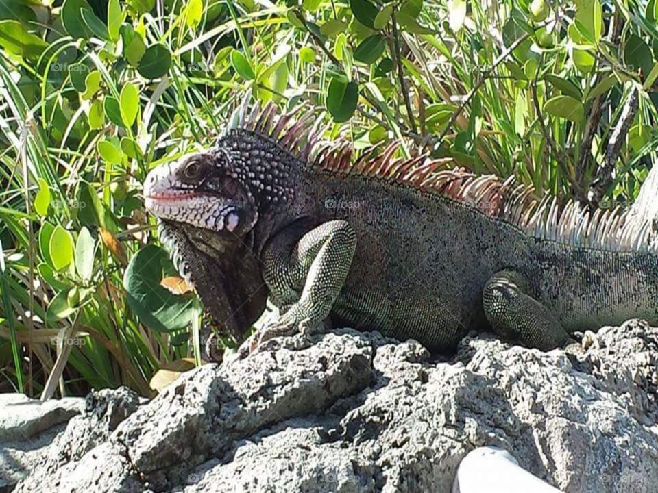 close up iguana style