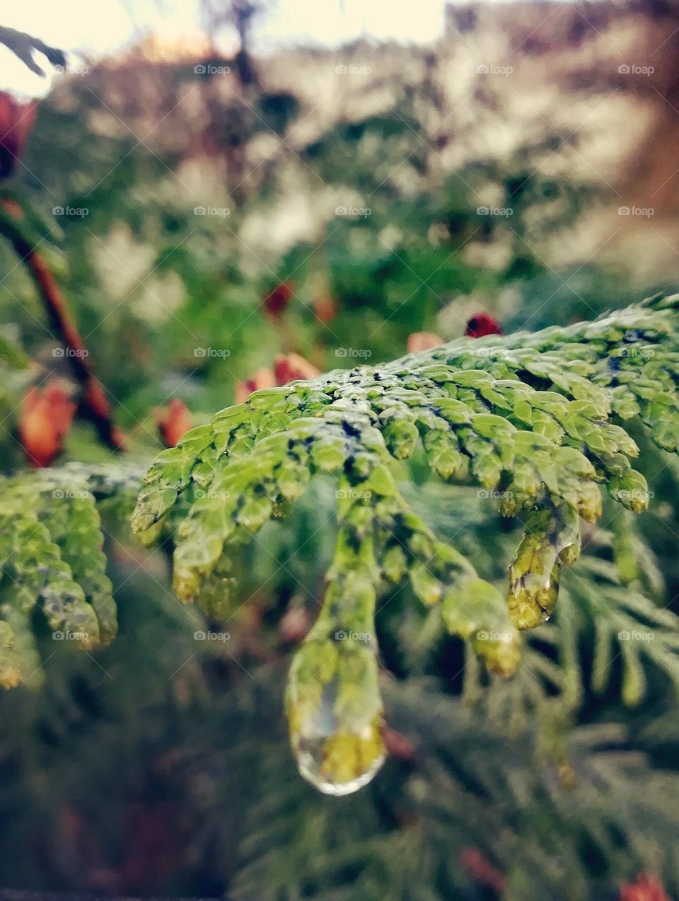 Drops of Dreams