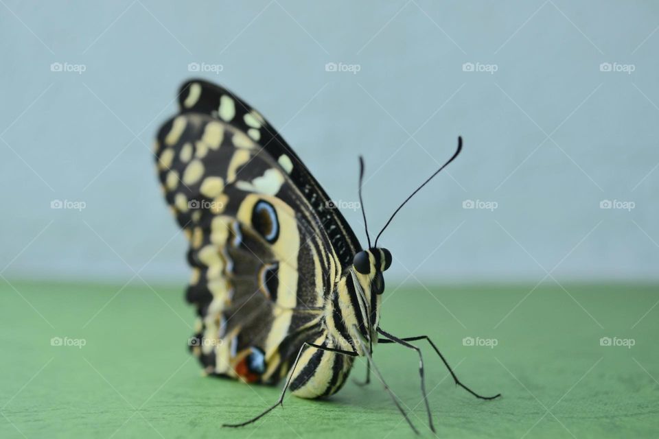 Butterfly