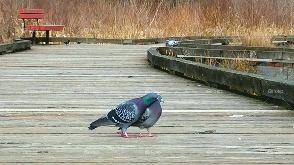 cuddling pigeons on a dock
