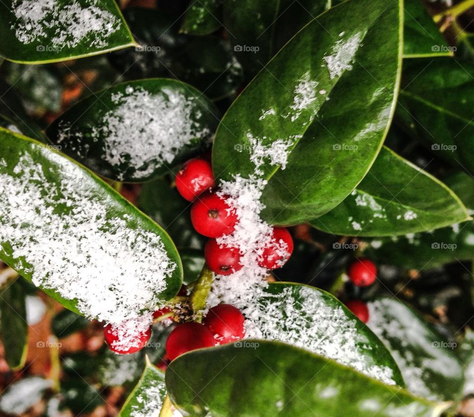 Holly berries in the snow