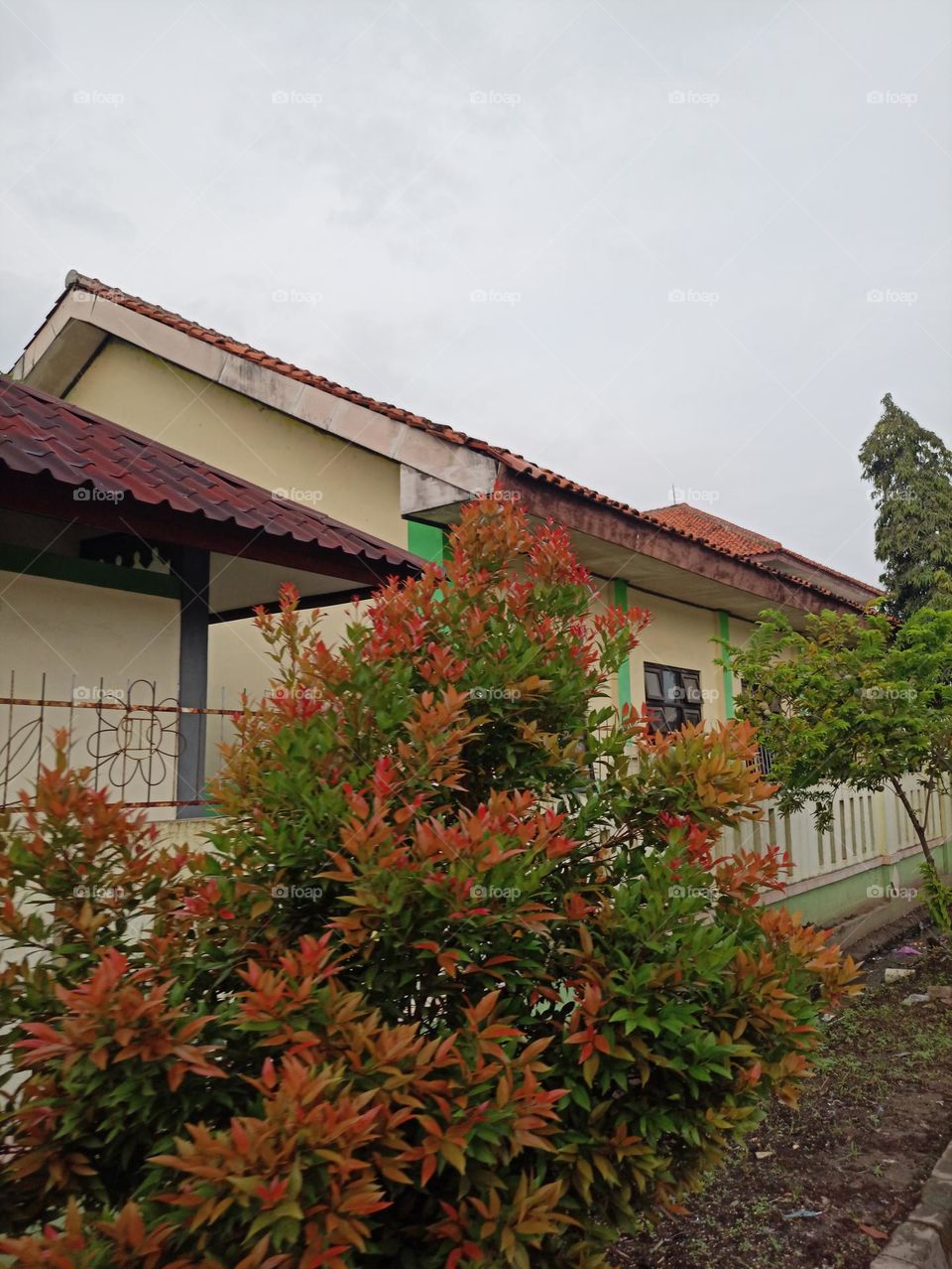 Soft Gorgeous Colorful Leaves in One Tree