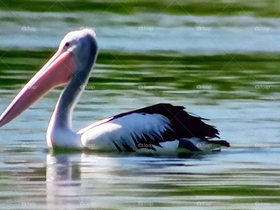 Swans swimming