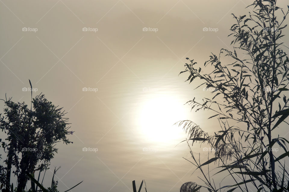 Cane and reed with sun reflex in the water in the foggy mist in the early morning