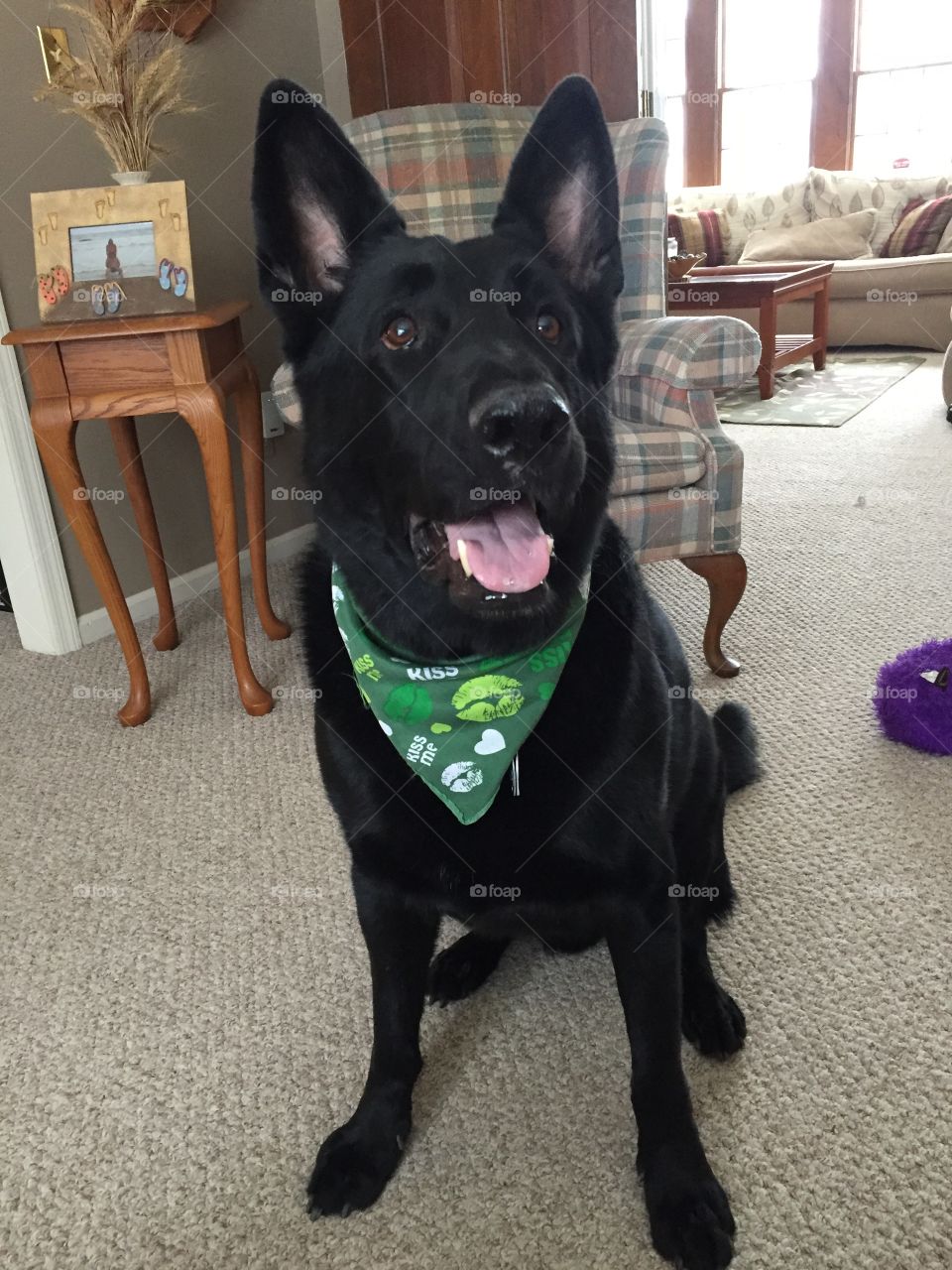 Black German Shepherd